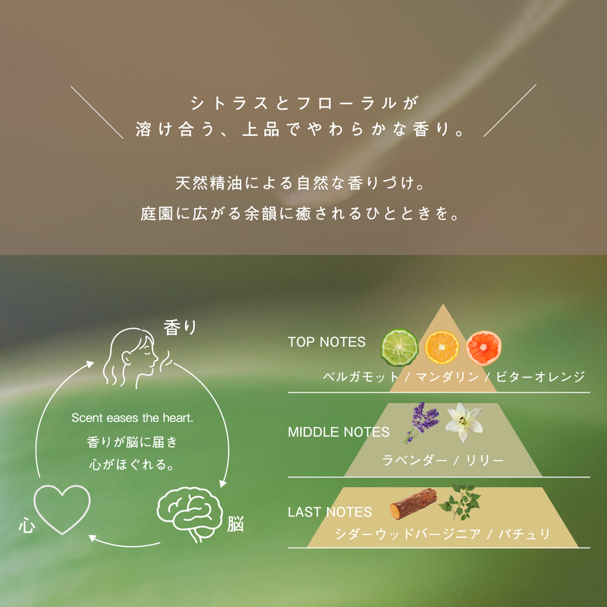 LIVING-OIL ハンドクリーム Powdery Wood 50g