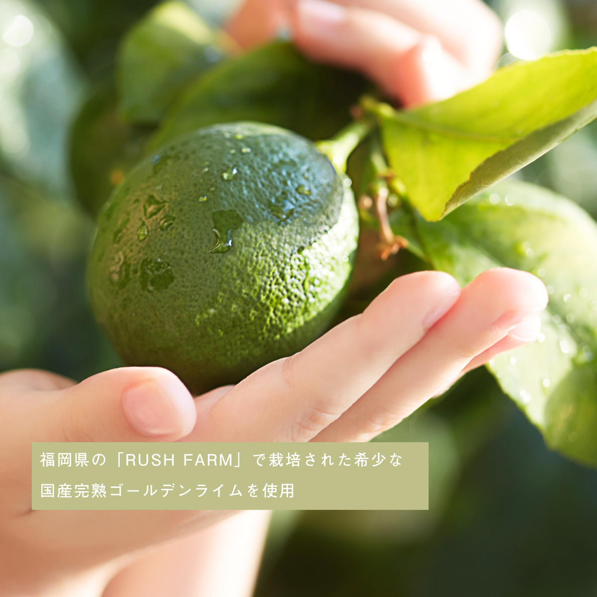 LIVING-OIL SOAP GOLDEN LIME 生せっけん 100mL