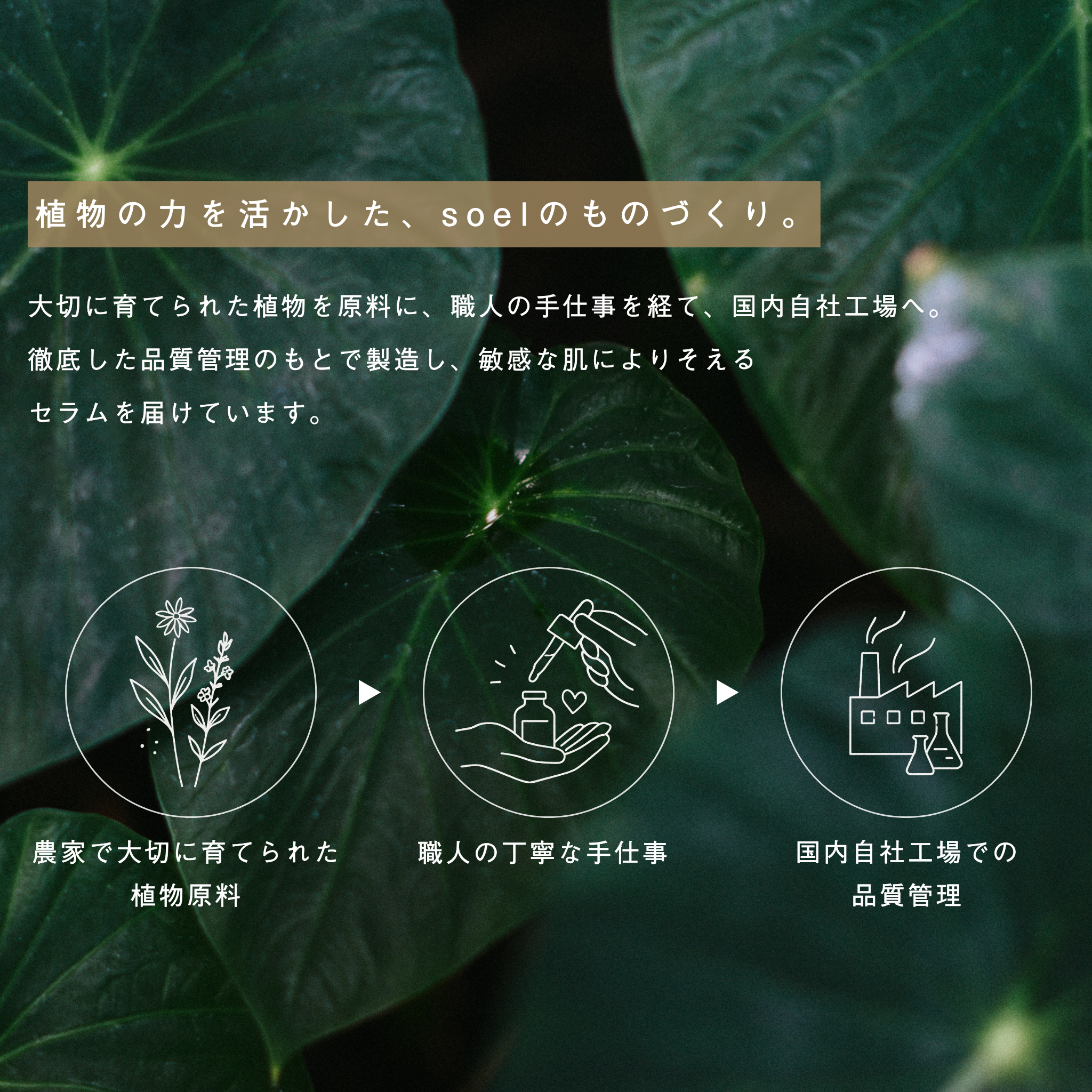 LIVING-OIL SERUM 美容液 60mL