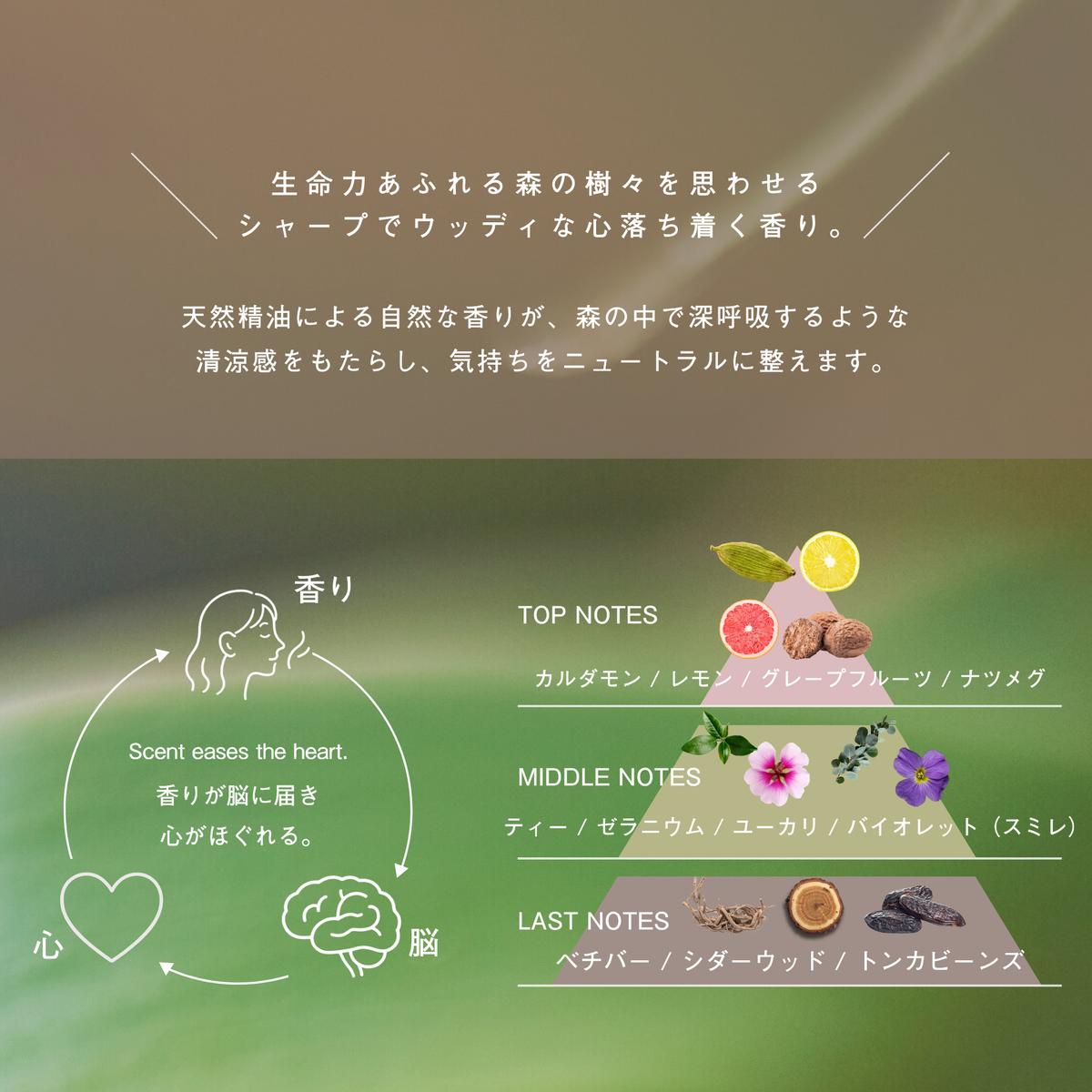 LIVING-OIL リキッドボディソープ Forest Tea 400mL