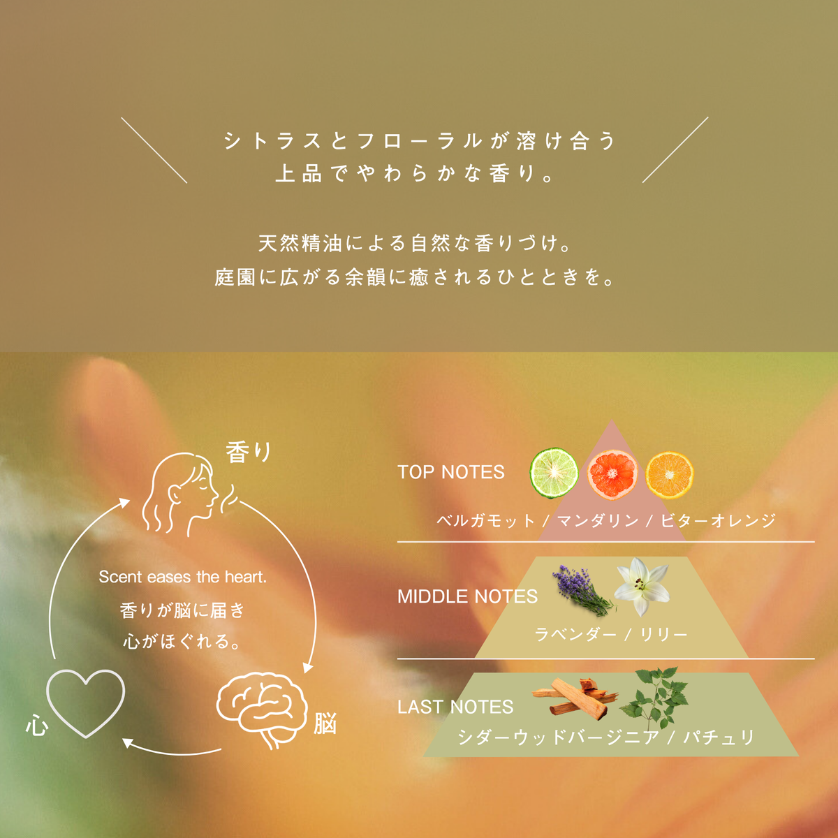 LIVING-OIL リキッドボディソープ PowderyWood 400mL