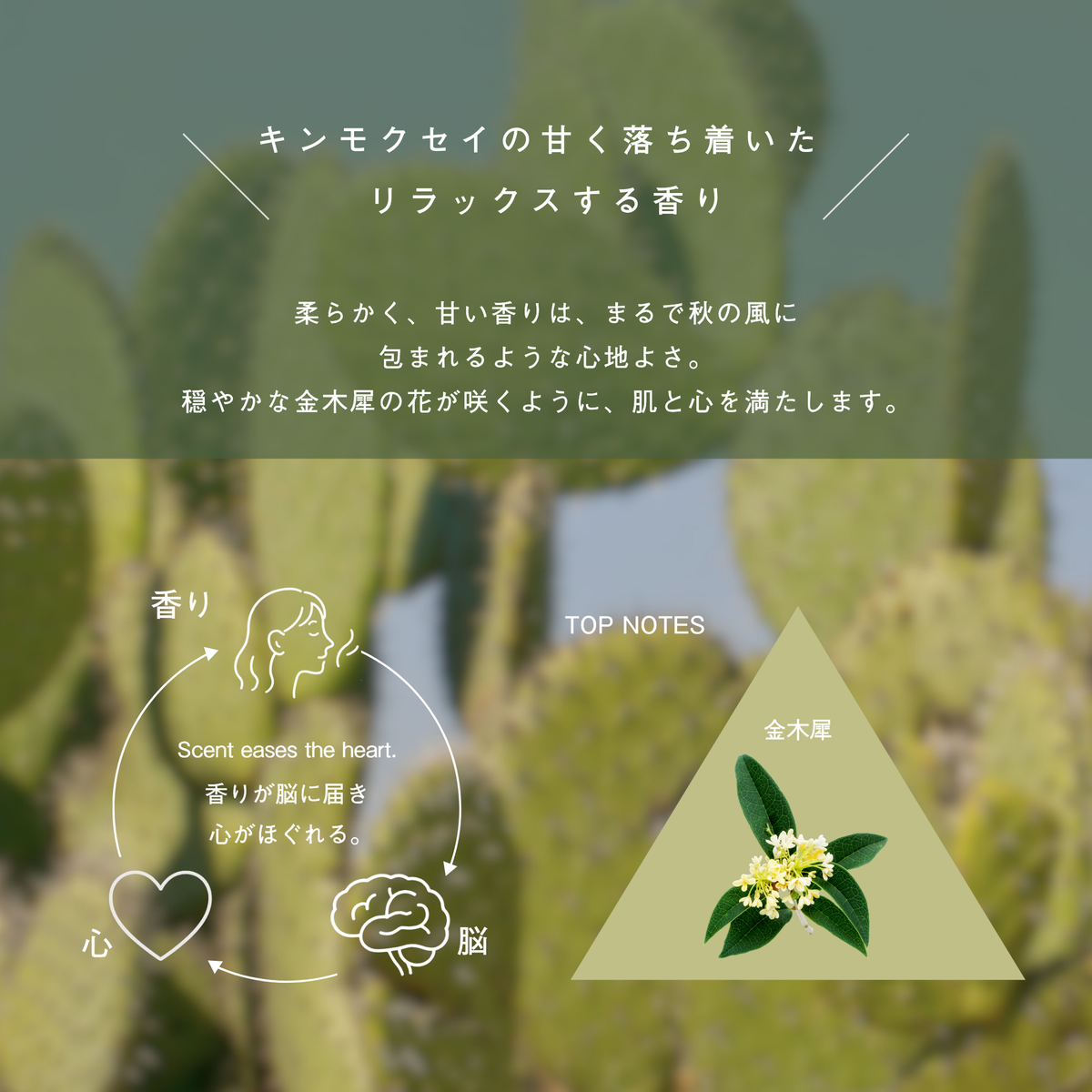 LIVING-OIL CACTUS ウチワサボテンオイル 30mL